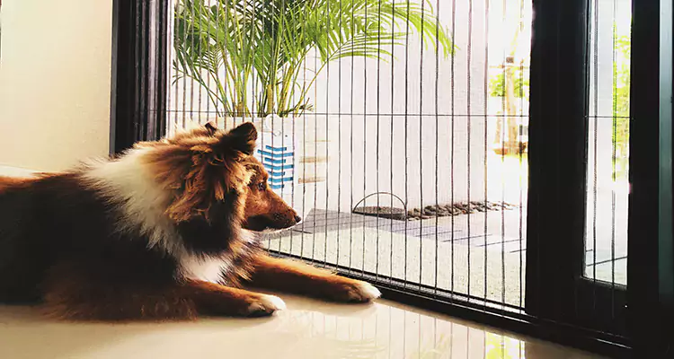Sliding Screen Pet Door Repair in Belle Glade, FL