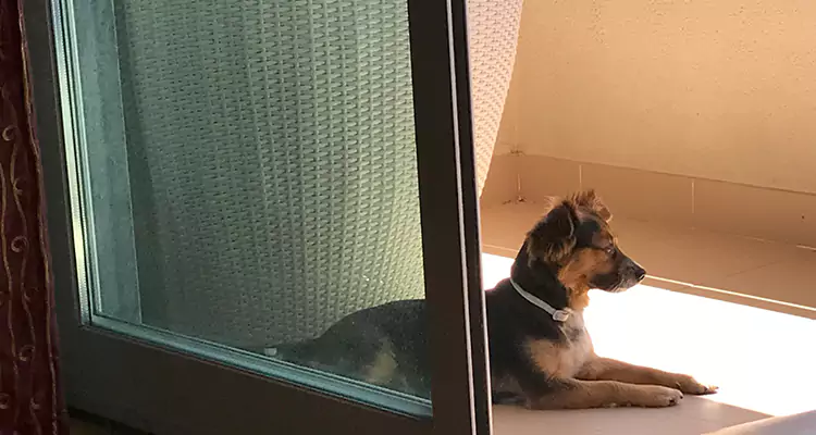 French Door Pet Screen Repair in Belle Glade, FL